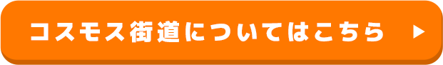 コスモス街道についてはこちら